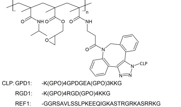 Abb. 1: Struktur der Polymer-Kollagen-Hybride P5-d-GPD1, P5-d-RGD1, P5-d-REF1