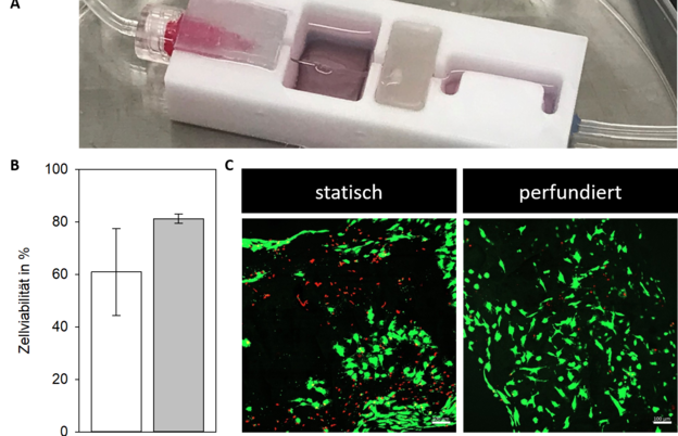 Abb. 2: Perfusion eines zellbesiedelten Gefäßes in der Plattform. A) Foto eines Kulturmodules während der Kultivierung eines künstlichen Blutgefäßes. B) Lebendzellzahl in % von statisch (weiß) und perfundiert (grau) kultivierten Gefäßen. C) Konfokalmikroskopische Aufnahmen von Endothelzellen im Inneren der Gefäße nach einer Lebend-Tot-Färbung. Lebende Zellen: grün, tote Zellen: rot. Maßstab: 100 µm